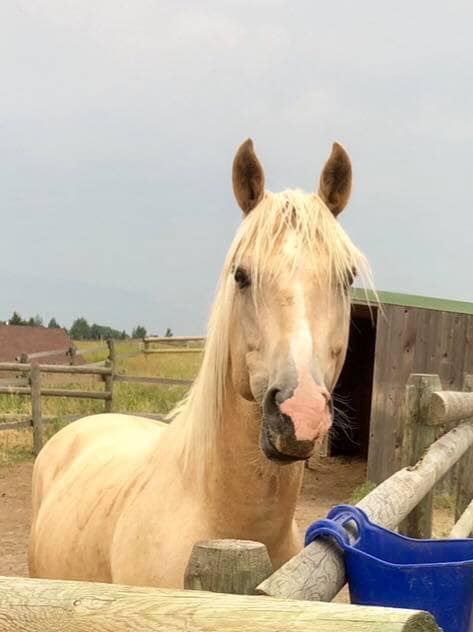 Tips for Adopting a Rescue Horse