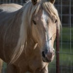 horse adoption