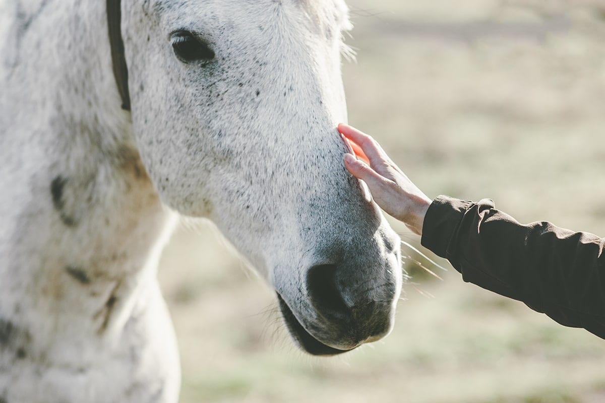Helping Neglected, Abused or Abandoned Horses