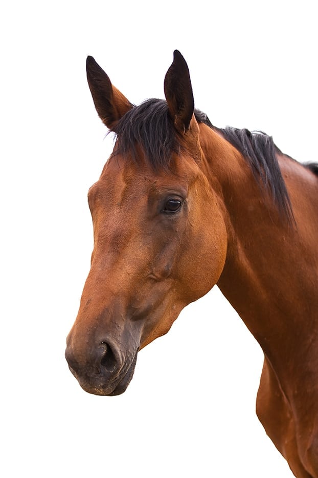 The Status of Horse Slaughter in the U.S