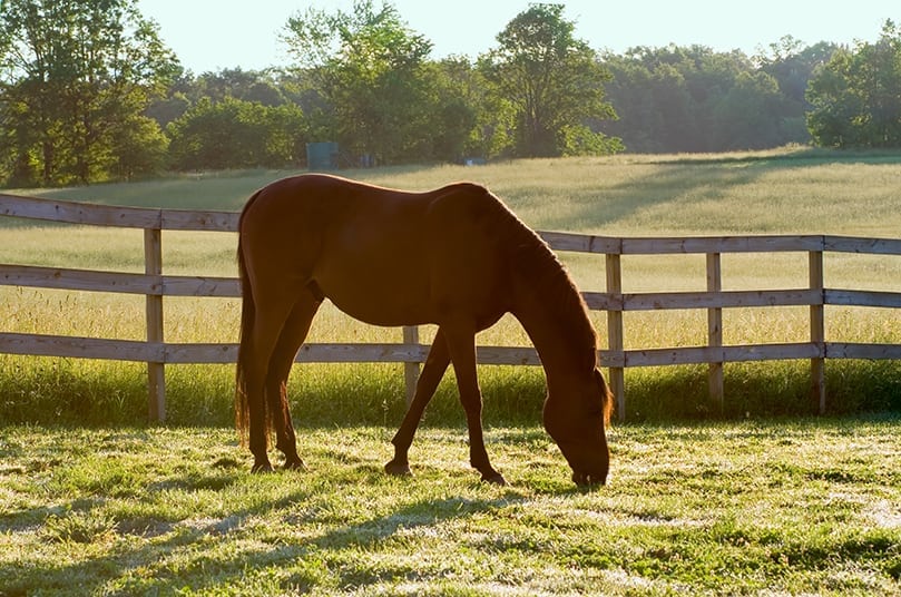 Signs & Symptoms of Colic in Horses