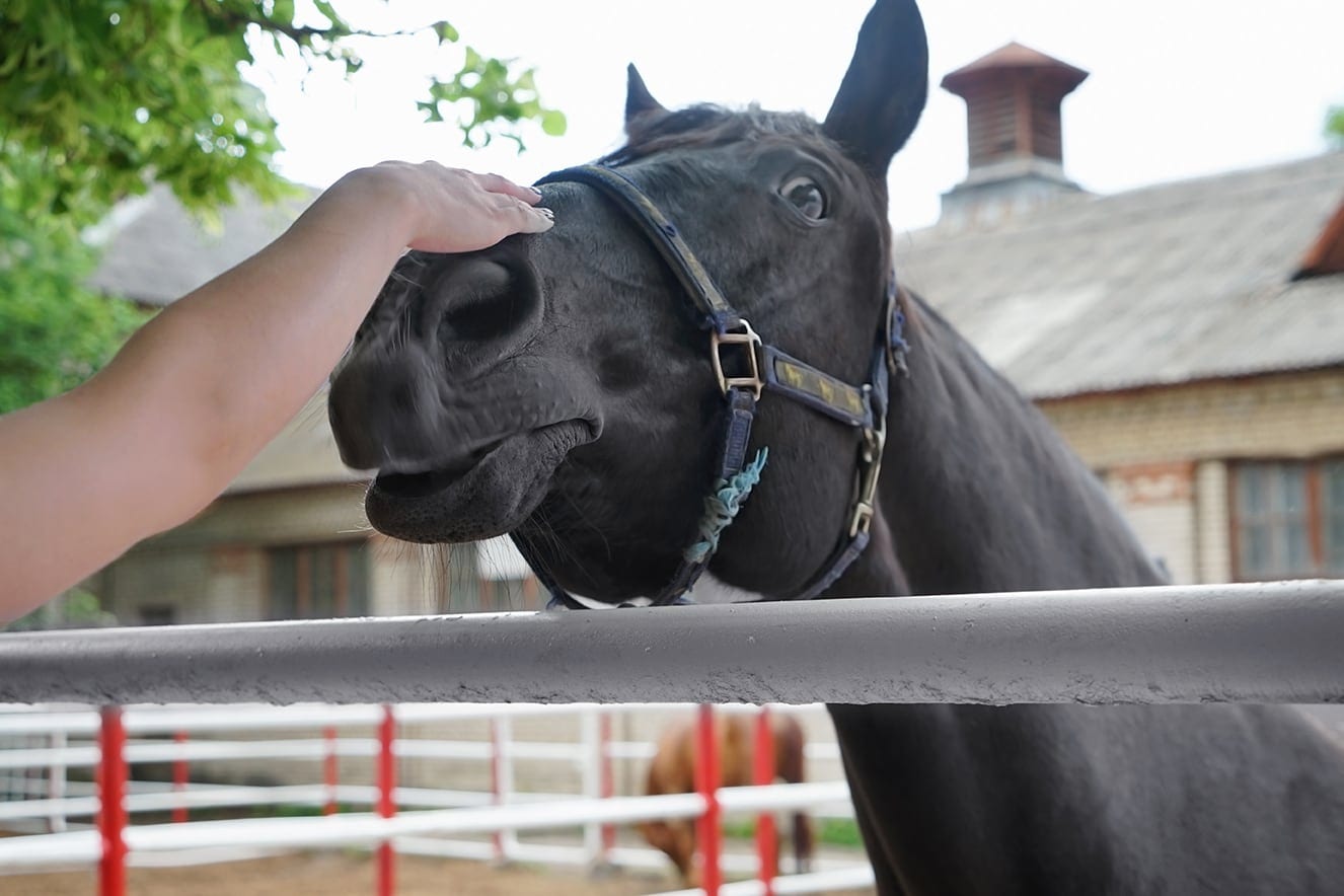 How to Find the Right Horse From a Rescue