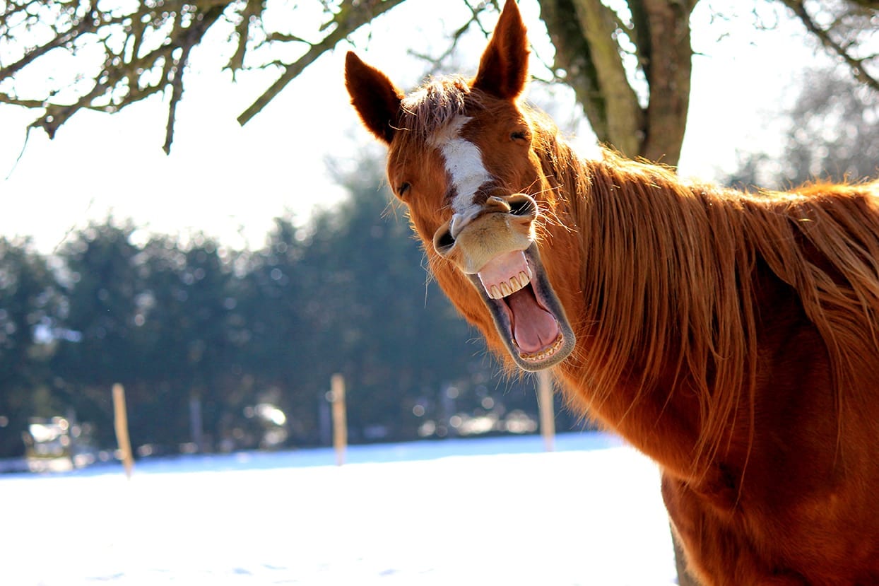 Feeding Your Rescue Horse in the Winter