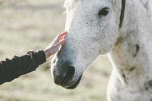 Horse health problems