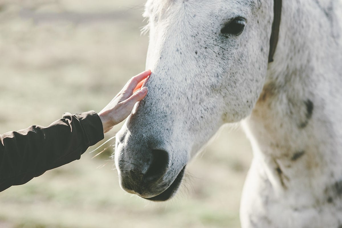 8 Common Health Problems in Horses