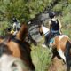 What makes a great Trail Horse?