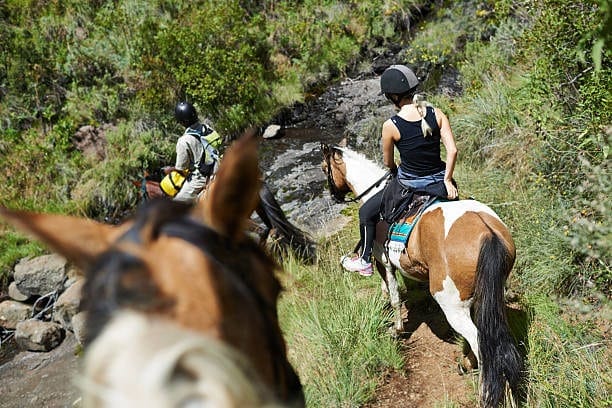 What makes a great Trail Horse?