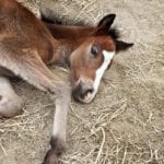 Caring for an Orphaned Foal