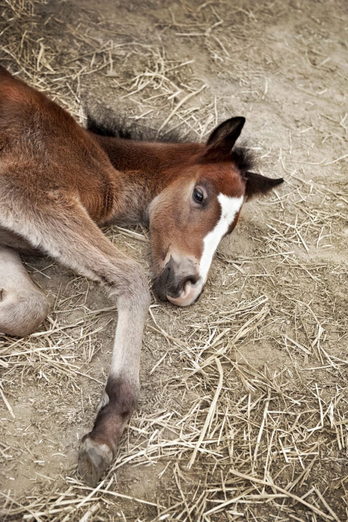 caring for an orphaned foal